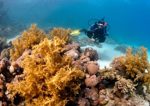 Dive Urge Auberge in South Sinai Governorate
