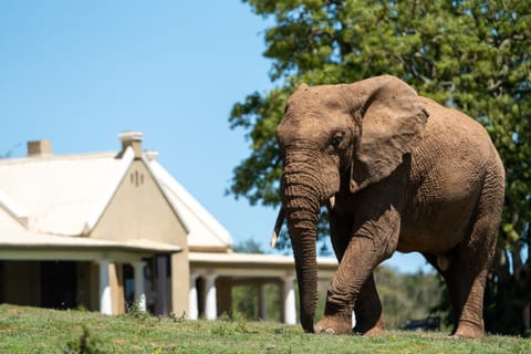 Gorah Elephant Camp Luxury tent in Eastern Cape
