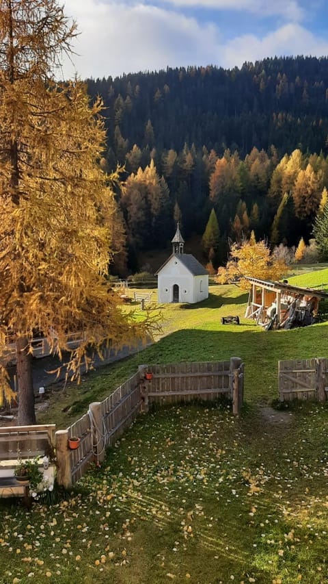 Garden, Balcony/Terrace, Autumn, Garden view