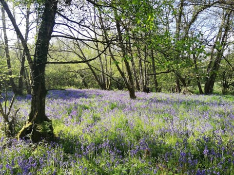 Spring, Natural landscape, Garden, Other, On site, Garden view