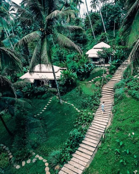 Natural landscape, Bird's eye view, Garden, Garden view