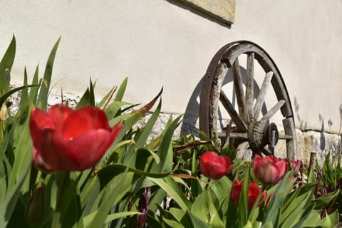 Urlaub im 200 Jahre alten Fachwerkhaus House in Sächsische Schweiz-Osterzgebirge