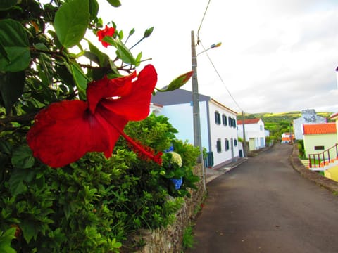 Property building, Facade/entrance, Neighbourhood, Garden view, Street view