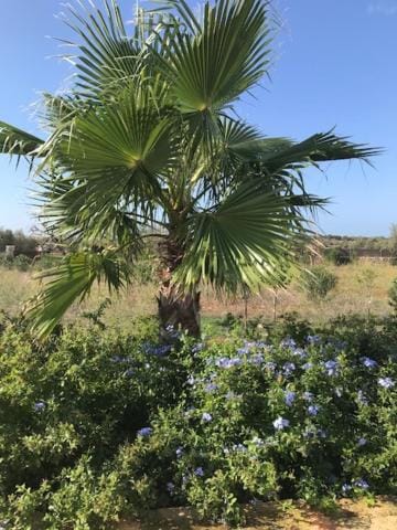 Finca El Idilio Villa in Migjorn