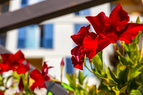 Property building, Spring, Day, Garden, Garden view