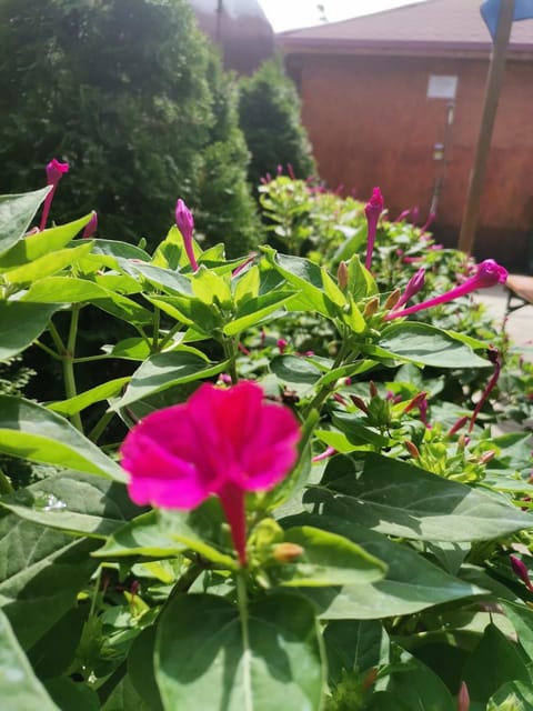 Spring, Day, Garden, Garden view