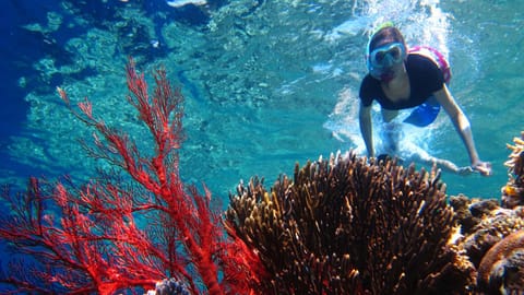 Activities, Snorkeling, Diving