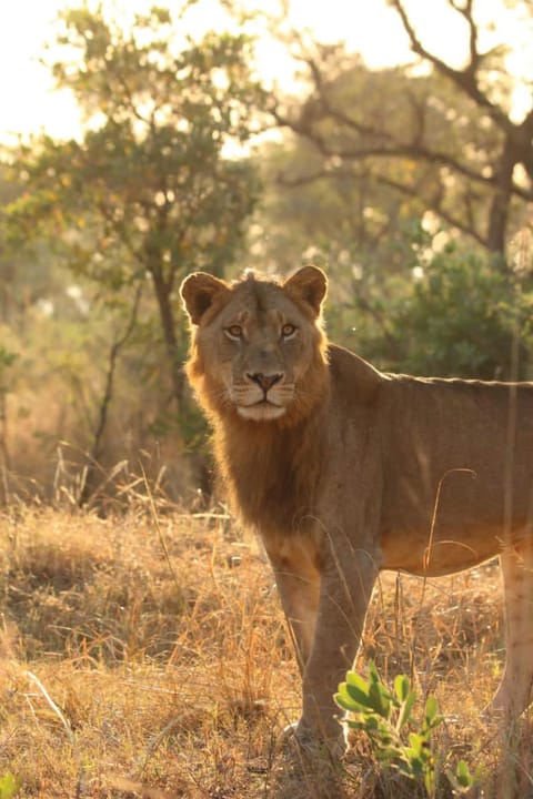 Mdluli Safari Lodge Capanno nella natura in South Africa