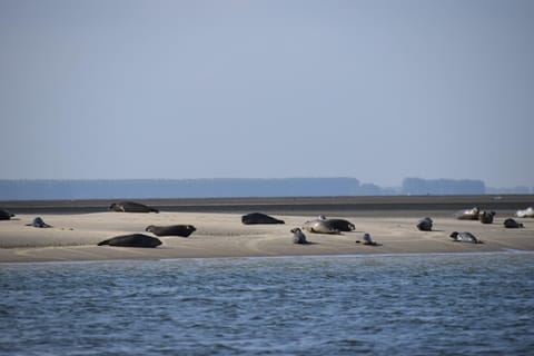 Camping Scheldeoord Campground/ 
RV Resort in Zeeland, Netherlands