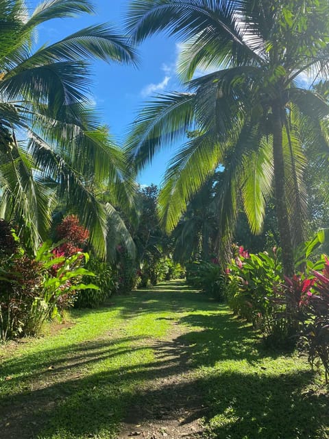 Natural landscape, Garden, Garden, Garden view