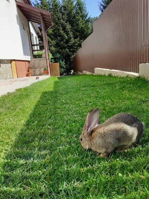 Animals, Inner courtyard view