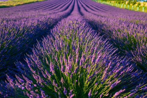 Penzion Levandule a Palava Bed and Breakfast in South Moravian Region