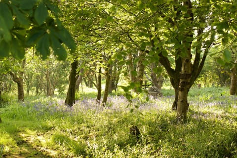 Holwell Holistic Retreat Bed and Breakfast in North Devon District