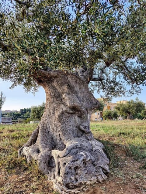 Dimora D'Errico - monolocale nel centro storico Wohnung in Carovigno