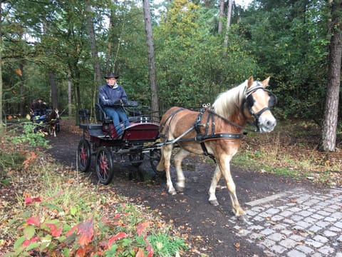 Horse-riding