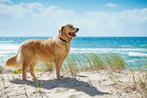 Beach, Animals, Pets