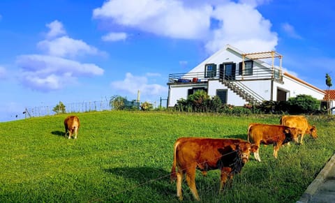 Property building, Garden, Animals