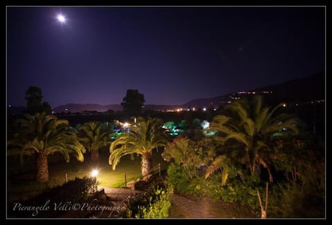 Night, Garden view