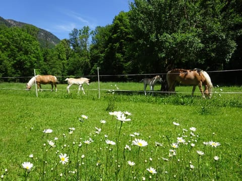 Ferienwohnungen Auhaus Apartment in Bad Reichenhall