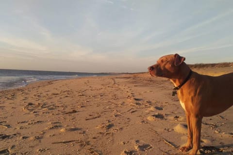 Beach, Windsurfing, Pets