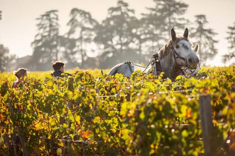 CHATEAU CROIX DE LABRIE Bed and Breakfast in Occitanie