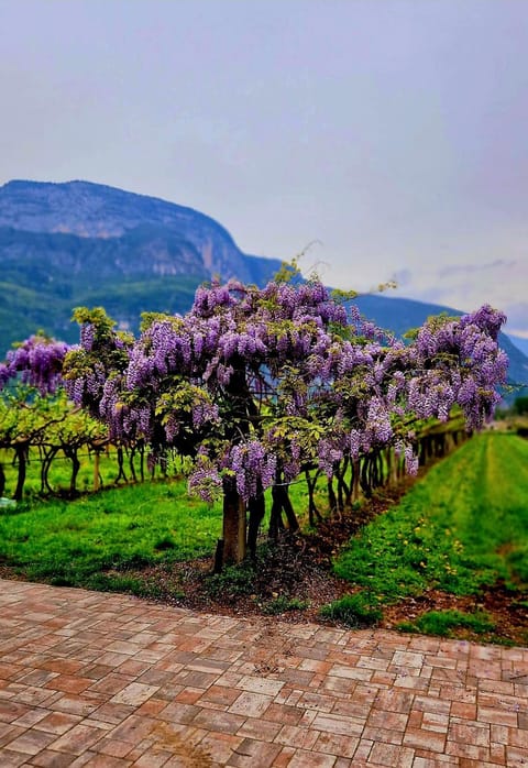 Spring, Natural landscape, Garden