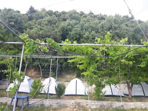 Camping Jungle in Borsh Luxury tent in Vlorë County, Albania