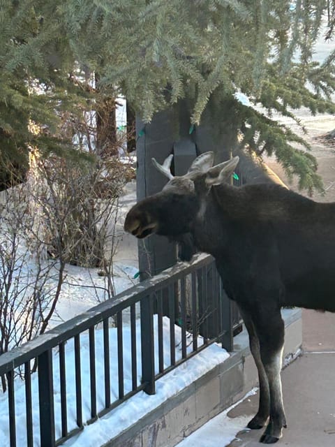 Goldenrod Home 7 by SummitCove Lodging House in Summit County