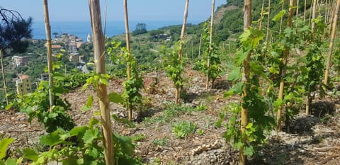 Il Soppalco Alojamiento y desayuno in Corniglia