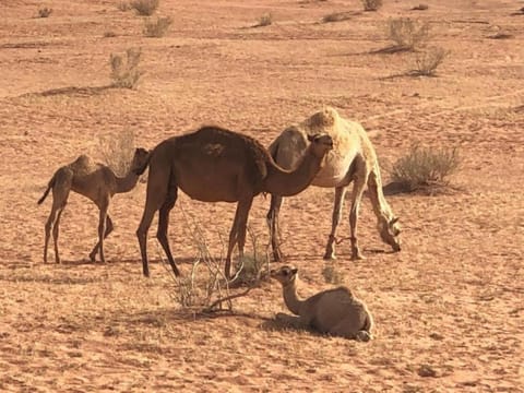 Day, Natural landscape, Animals