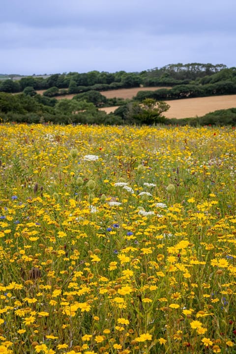View (from property/room), View (from property/room)