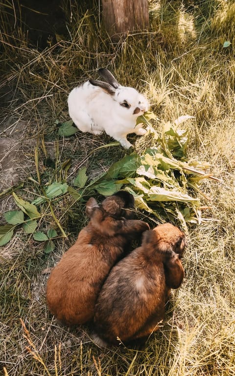 Garden, Animals
