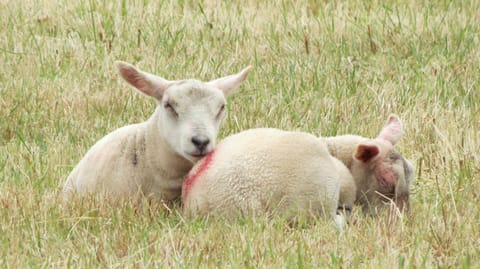 Marehay Hall Farm Bed and Breakfast in Amber Valley