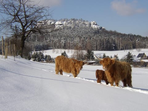 Winter, Animals