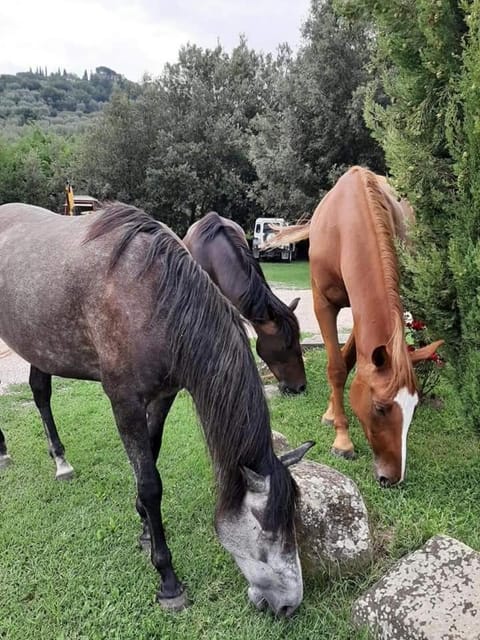 Agriturismo Frantoio Valiani Estancia en una granja in Umbria