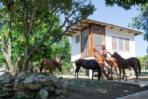 Horse Cottage Hotel in Corozal District