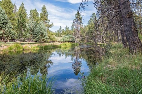 Dragonfly Cabin House in Three Rivers