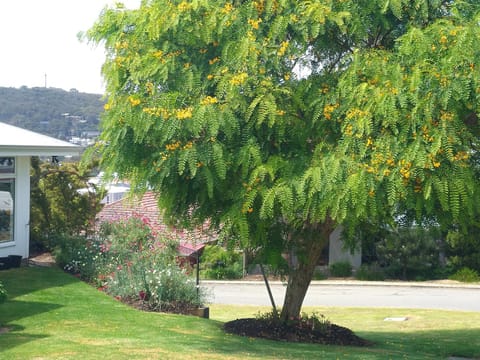 Summer, Garden, Garden view