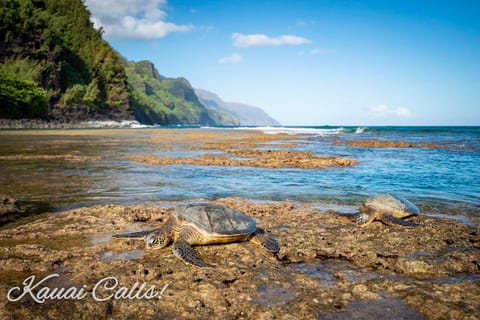 Waipouli Beach Resort Beautiful Luxury Ground Level Garden View AC Pool! Apartment in Kauai