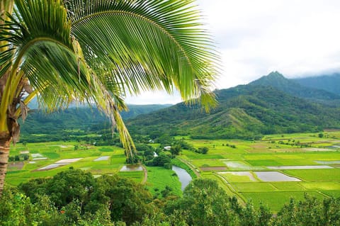 Waipouli Beach Resort Luxury Garden Ground Floor! AC Pool Apartment in Kauai