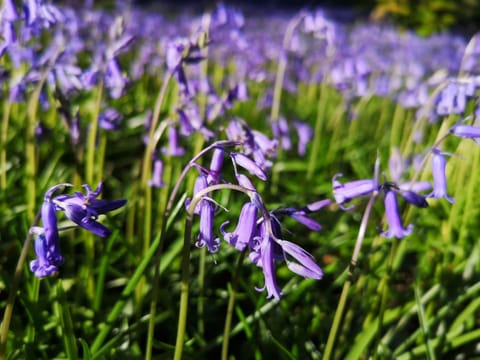 Primrose 18 Hot Tub-Tenby Chalet in Wales