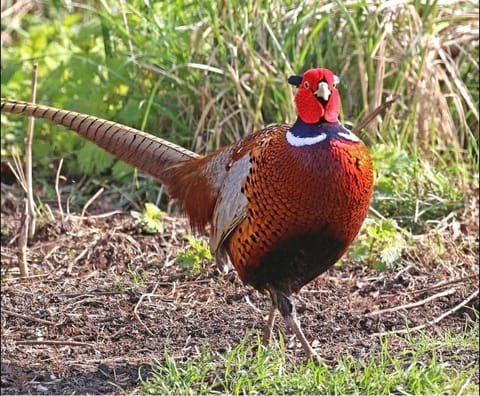 Primrose 18 Hot Tub-Tenby Chalet in Wales