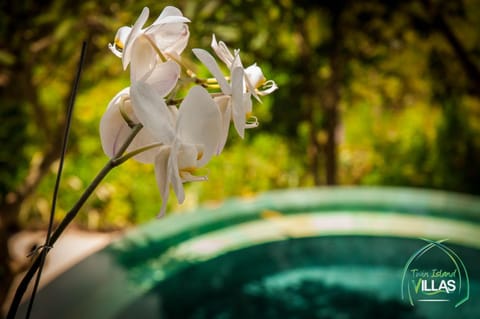 Garden, Swimming pool