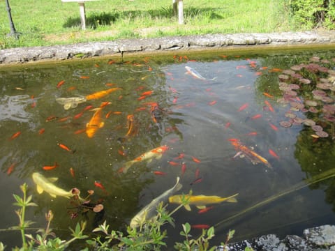 Garden, Animals, Garden view