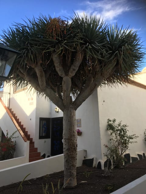 Tenerife Costa del silencio Condo in Costa del Silencio