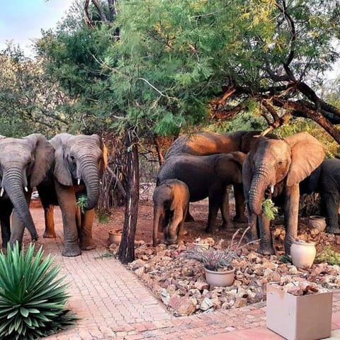 Bush Dream, Mabalingwe Chalet in North West, South Africa