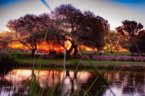 Garden, Sunset