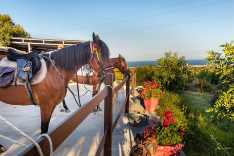 Day, Natural landscape, Horse-riding, Animals, Sea view