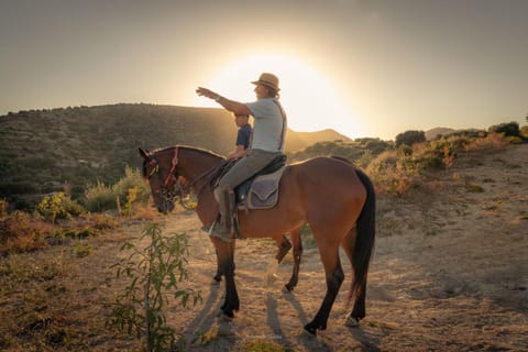 Day, People, Horse-riding, Animals, Sunset, group of guests