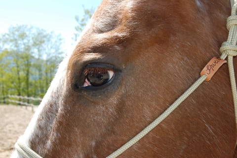 Horse-riding